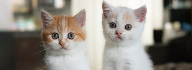 Feline Kingdom