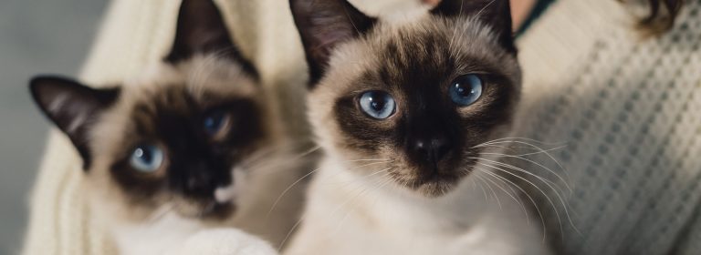 Fluffy Whisker World