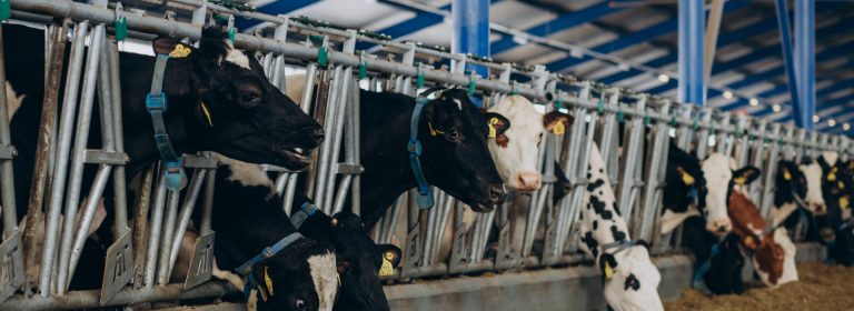 A cow is the most peaceful creature on earth, and the most productive too