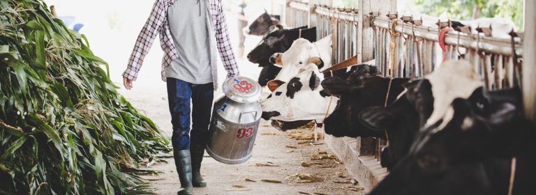 Cows are a lot like people; they all have different personalities
