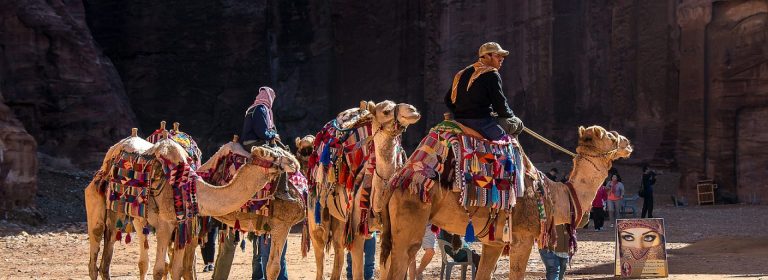 A camel’s journey is a lesson in patience