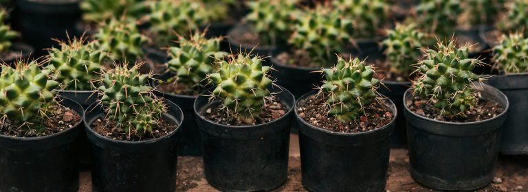Cacti for Every Home