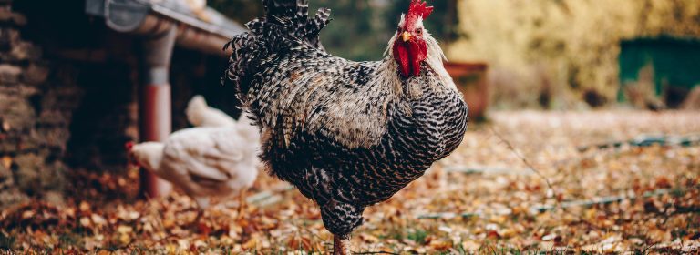 From Our Farm to Your Table.