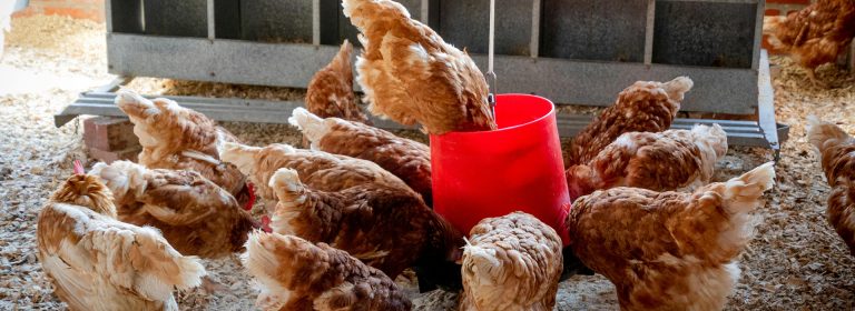 Grown on Our Farm, Served to You