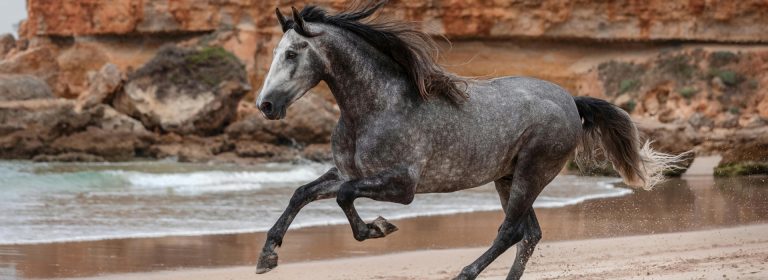 Let the horse teach you of freedom.