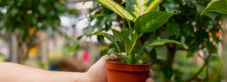 Gardening adds years to your life and life to your years